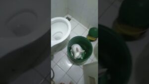 I found AMONGUS! #amongus #memes #funny #animal